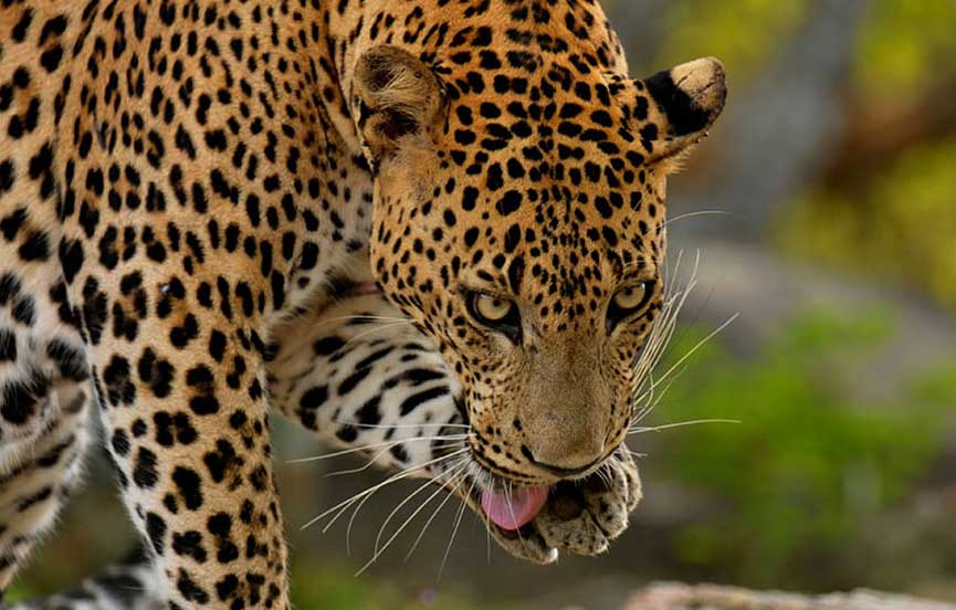 Leopard at Yala National Park, Sri Lanka